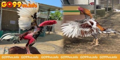 Cách tập luyện cho gà đá cựa sắt giúp nâng cao thể lực