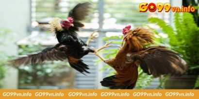 Casino Đá Gà C1 - Chia Sẻ Kinh Nghiệm Tham Gia Đá Gà