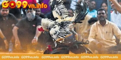 Bỏ Túi Cách Chăm Sóc Gà Chọi Sau Đá Hiệu Quả Nhất 2024