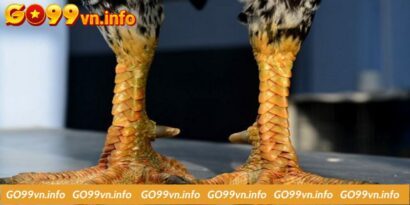 Gà 3 Hàng Vảy - Dòng Chiến Kê Nổi Bật Nhất Hiện Nay