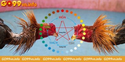 Cách xem màu mạng gà đá hôm nay chuẩn xác nhất cho anh em