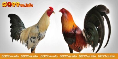 Chia sẻ cách nuôi gà đá cựa sắt hiệu quả cao cho sư kê