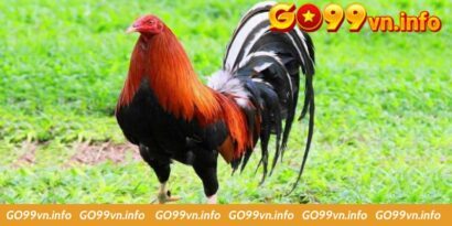 Bỏ Túi Kinh Nghiệm Nuoigada Giúp Chiến Kê Đá Cực Sung