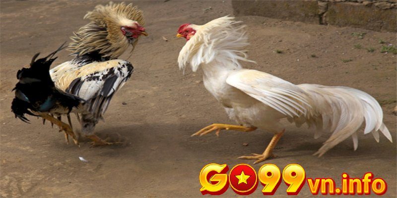 Cách chăm sóc gà chọi sau đá bằng chế độ dinh dưỡng