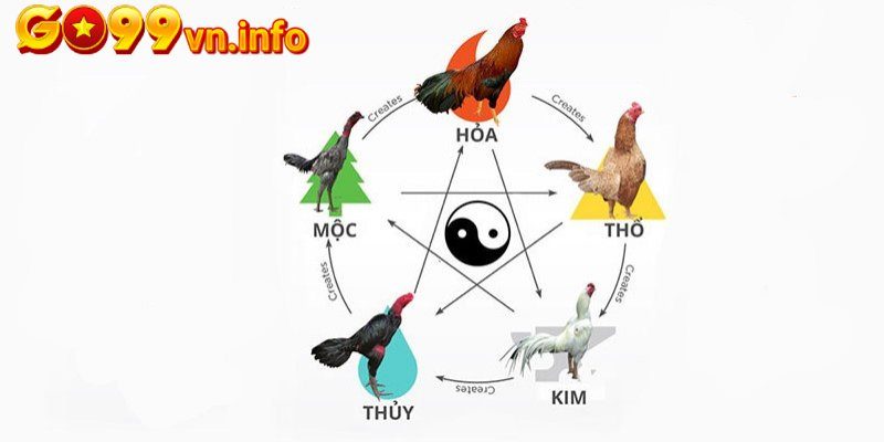 Cách lựa chọn màu mạng đá gà hôm nay