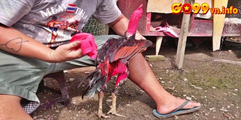 Cách chăm sóc cho gà bị thương để cứng gân cốt
