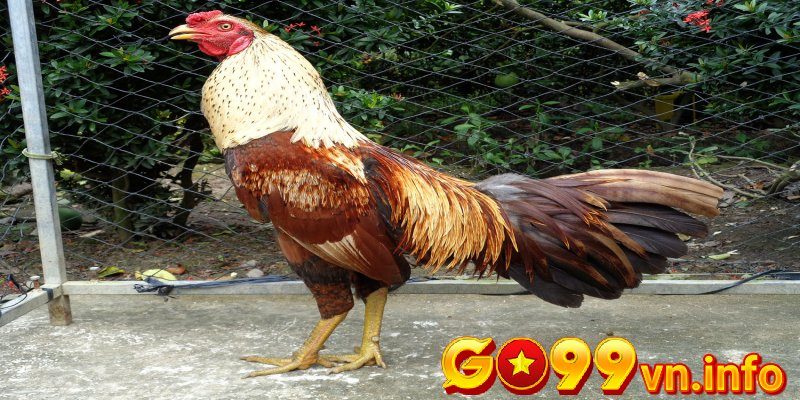 Chế độ ăn phù hợp cho gà trong quá trình nuôi