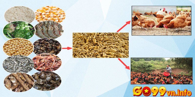 Chế độ dinh dưỡng cho gà sau khi đá