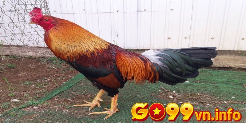 Các tiêu chí chọn gà qua tướng mạo