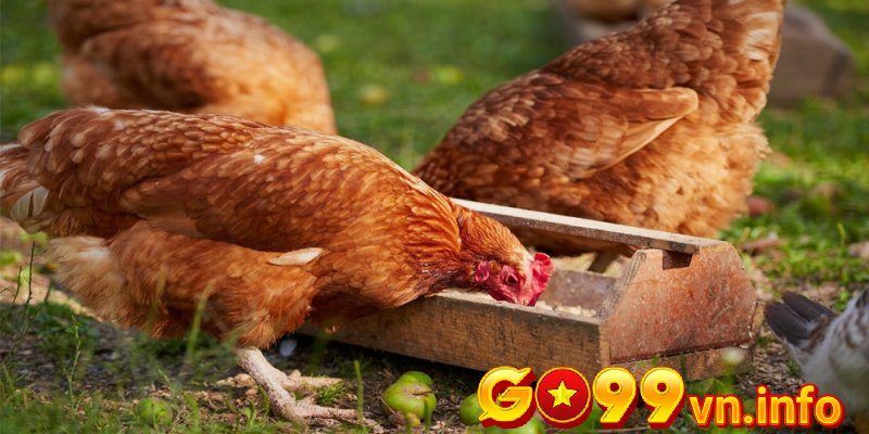 Chọn lọc thức ăn khi nuoigada