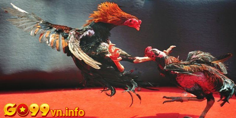 Màu mạng đá gà hôm nay gồm có những màu nào?