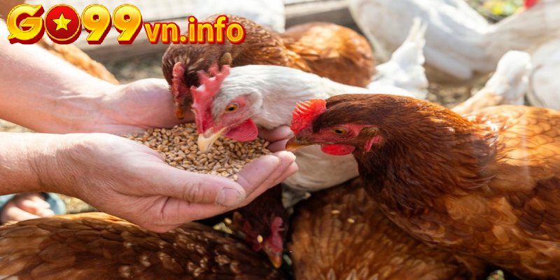 Cung cấp cho gà thức ăn giàu protein