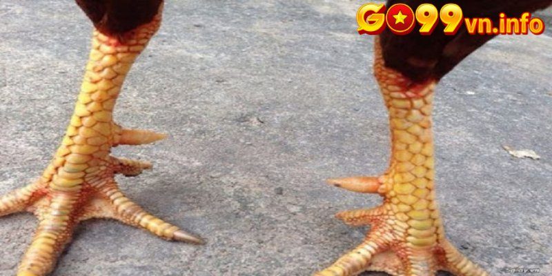 Đặc điểm giúp nhận biết gà 3 hàng vảy