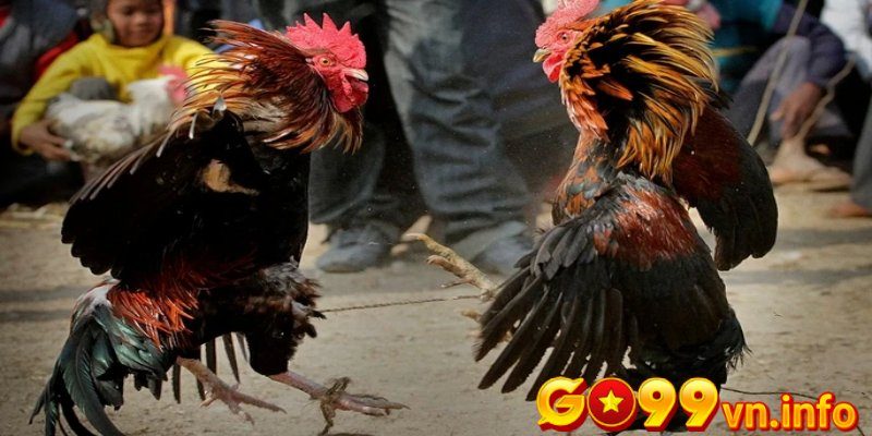 Gà 3 hàng vảy liệu có đá hay không?
