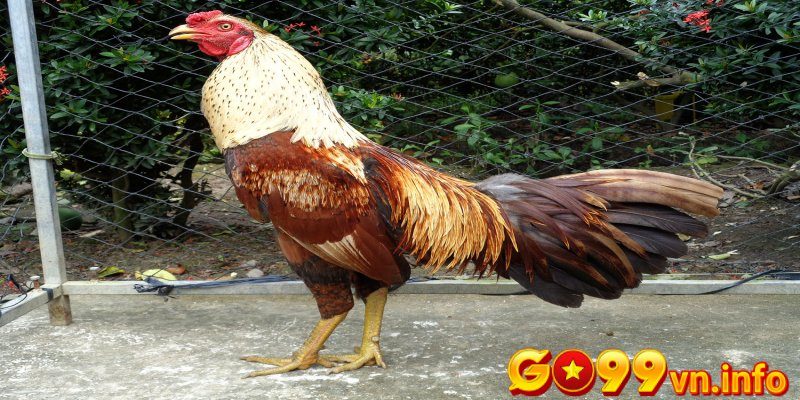 Gà 3 hàng vảy mang sở hữu sức khỏe tốt