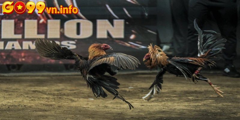 Màu mạng gà đá mệnh thổ
