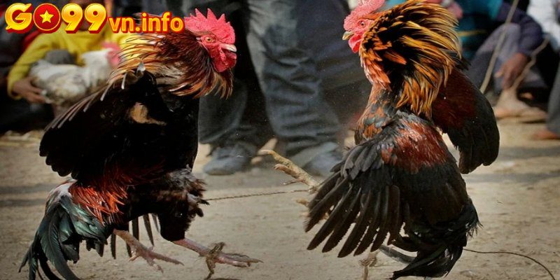 Xem màu mạng đá gà hôm nay của gà mệnh mộc
