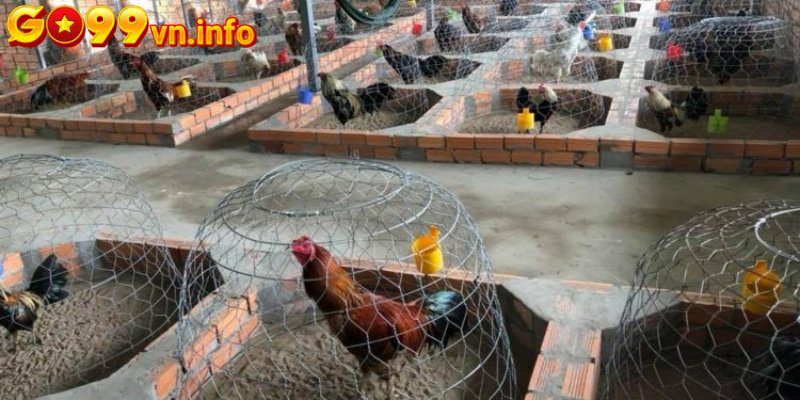 Giai đoạn giảm mỡ cho gà đá cựa sắt