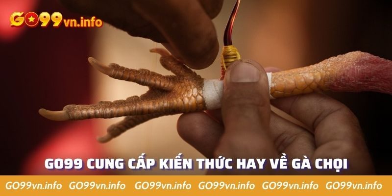 Nhà cái thường giới thiệu, cung cấp kiến thức bổ ích về gà chọi