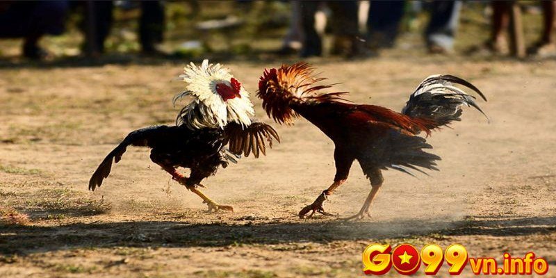 Hướng dẫn cách nuôi gà đá cựa sắt hay nhất