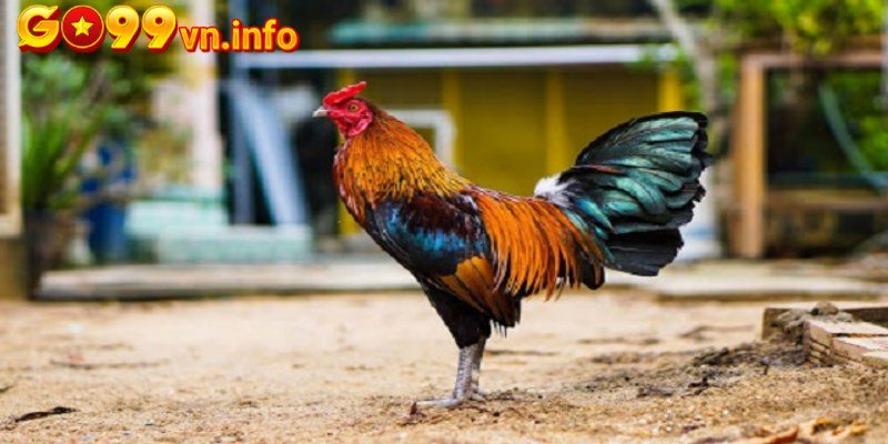 Khái niệm về nuôi gà đá cựa sắt