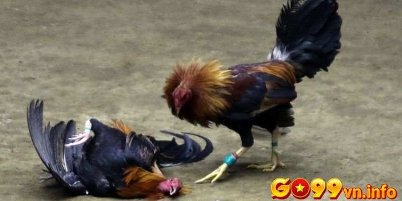 Một số kinh nghiệm tham gia casino đá gà c1