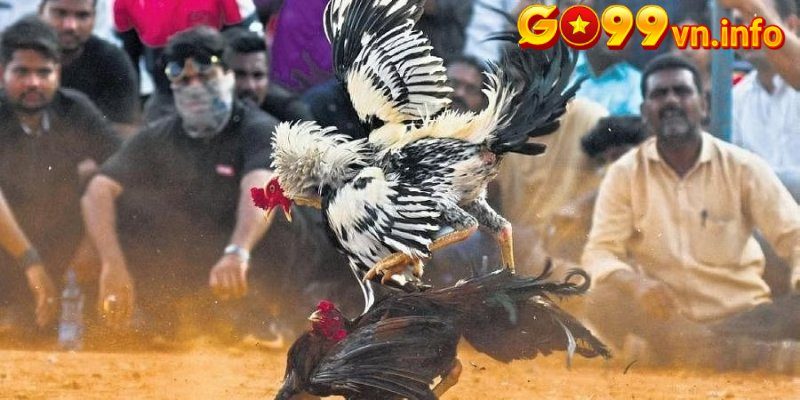 Lý do casino đá gà c1 thu hút người tham gia