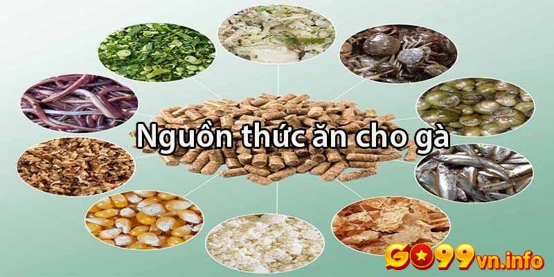 Cách nuôi gà đá cựa sắt qua chế độ ăn uống