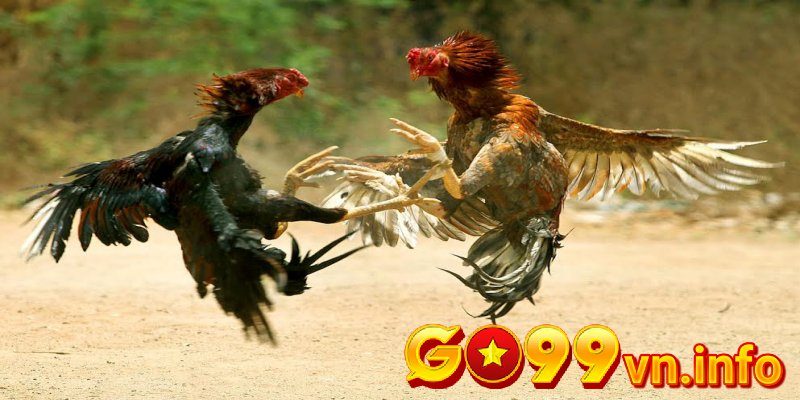 Tại sao nên chăm sóc gà chọi sau đá?
