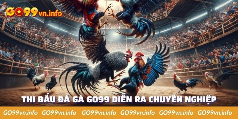 Thi đấu đá gà diễn ra bài bản, chuyên nghiệp