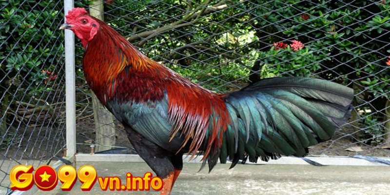 Thế nào là tiêu chí chọn gà khỏe?
