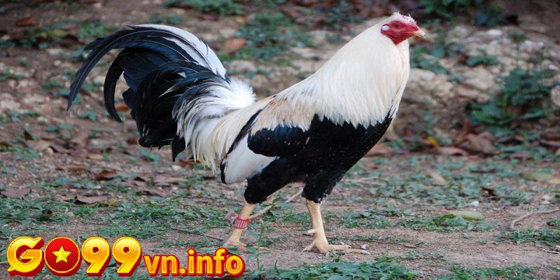 Thực hiện tuyển chọn những giống gà đá chất lượng