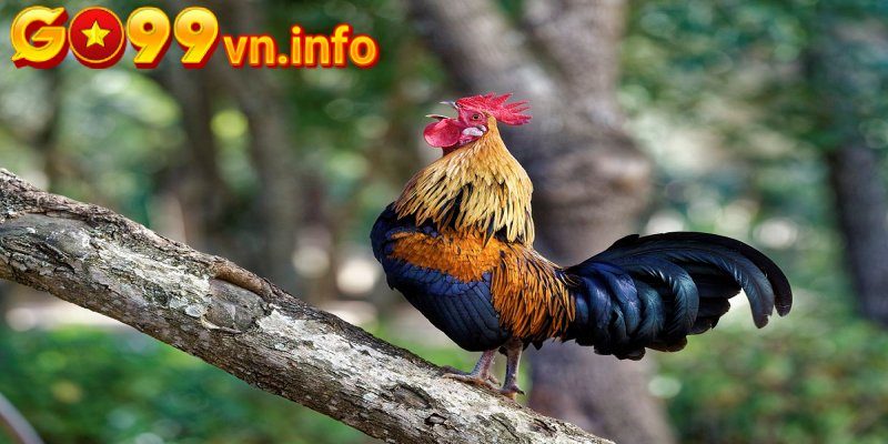 Chọn gà dựa vào hình dáng đuôi