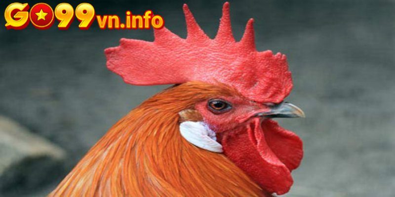 Quan sát đầu gà để chọn