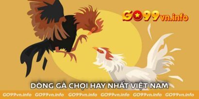 Điểm Danh Những Dòng Gà Chọi Hay Nhất Việt Nam Hiện Nay