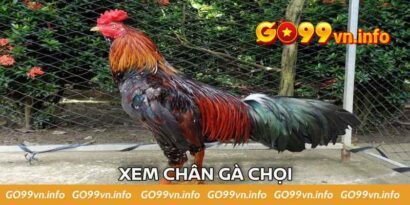 Xem chân gà chọi - Thủ thuật chọn lọc chiến kê cực hay