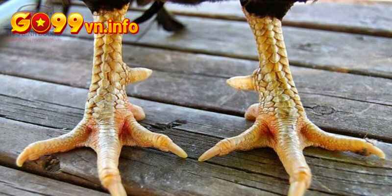 Khái quát sơ về cấu tạo bộ phận chân gà chọi