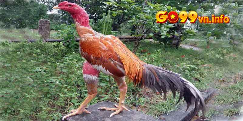Gà chọi Cần Thơ sở hữu kích thước to lớn