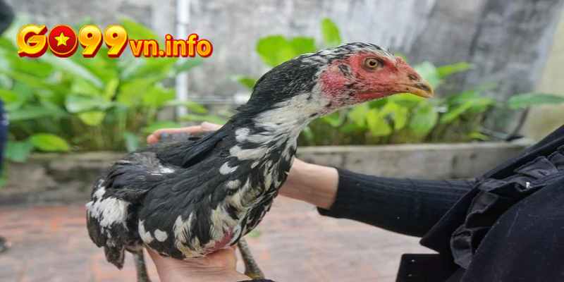 Dòng gà chọi hay đến từ Mỹ Tho