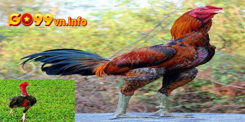 Gà chọi Phú Thọ với khả năng chiến đấu kiên cường