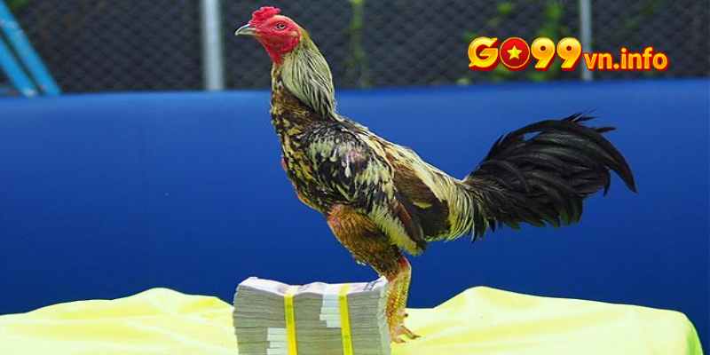 Khám phá gà chọi Xã Đàn thuộc dòng gà chọi hay nhất Việt Nam