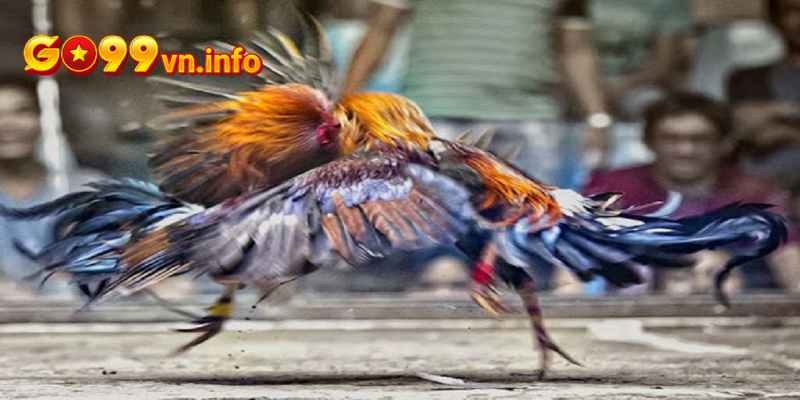 Gà chọi có ngũ quỷ ra đòn dứt khoát