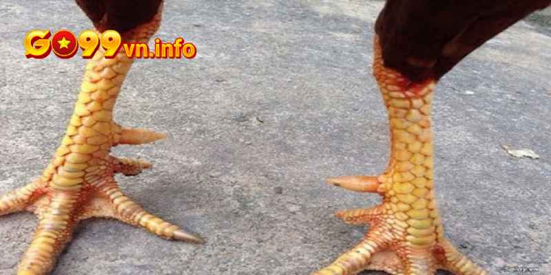 Nhìn đầu chân để nhận biết vảy gà ngũ quỷ