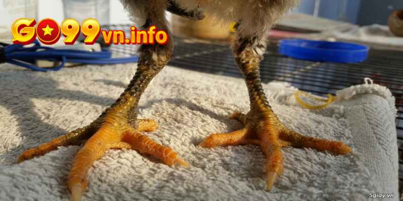 Vảy chân đại giáp luôn ra đòn mạnh mẽ