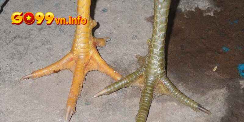 Lưu ý xem lại vảy gà thường xuyên sau mỗi giai đoạn