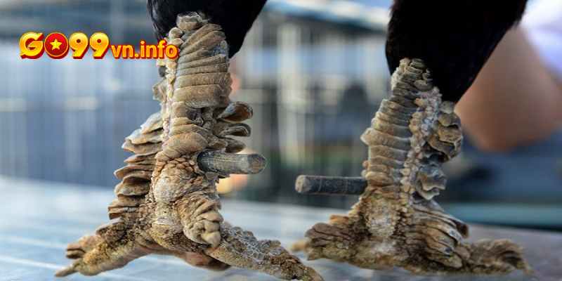 Vảy hiếm thường là các giống gà xuất sắc