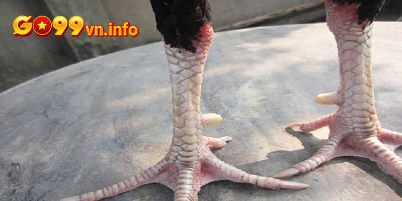 Các lớp ngũ quỷ xếp đều lên nhau