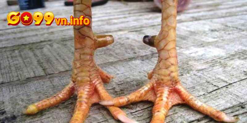 Vảy tam tài cực hiếm gặp