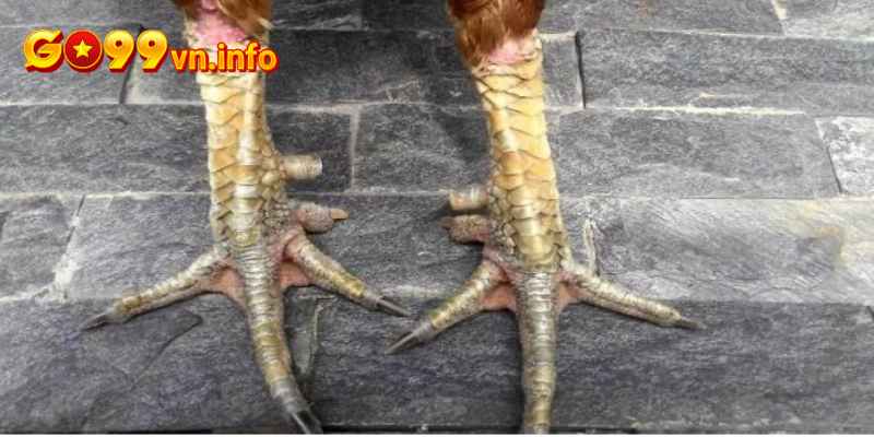 Xem kích thước chân gà chọi